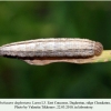 pseudochazara daghestana chonkatau larva l3 1
